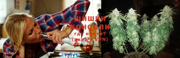 индика Новодвинск
